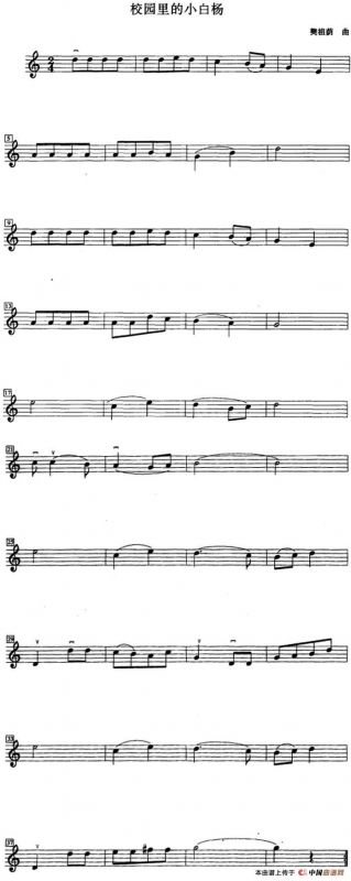 校园里的小白杨