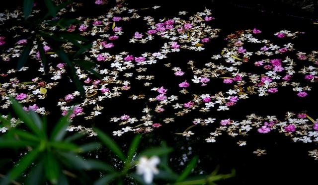 落花纷纷飞情义冷如灰是什么歌
