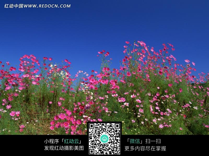 草丛中盛开着火红的花朵是什么歌