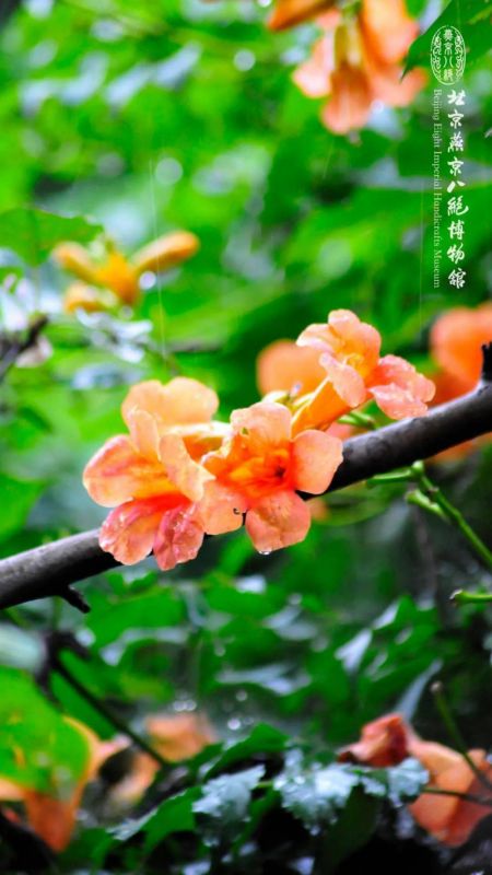 屋檐洒雨滴炊烟袅袅起是什么歌