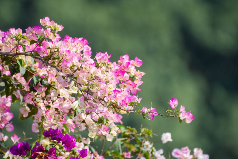 梦里百花正盛开是什么歌