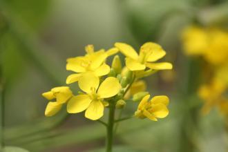 在风雨花丛中是什么歌