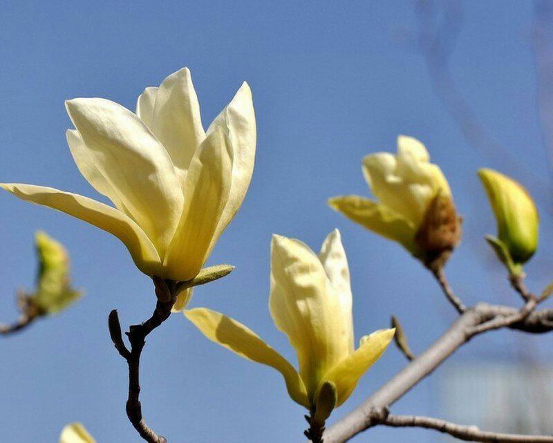 春风吹呀吹吹入我心扉是什么歌