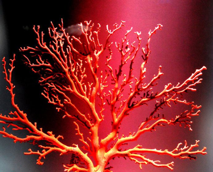 一树红花照碧海是什么歌