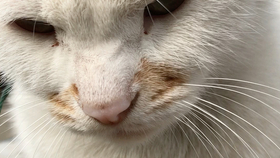 大脸猫大脸猫爱吃鱼是什么歌