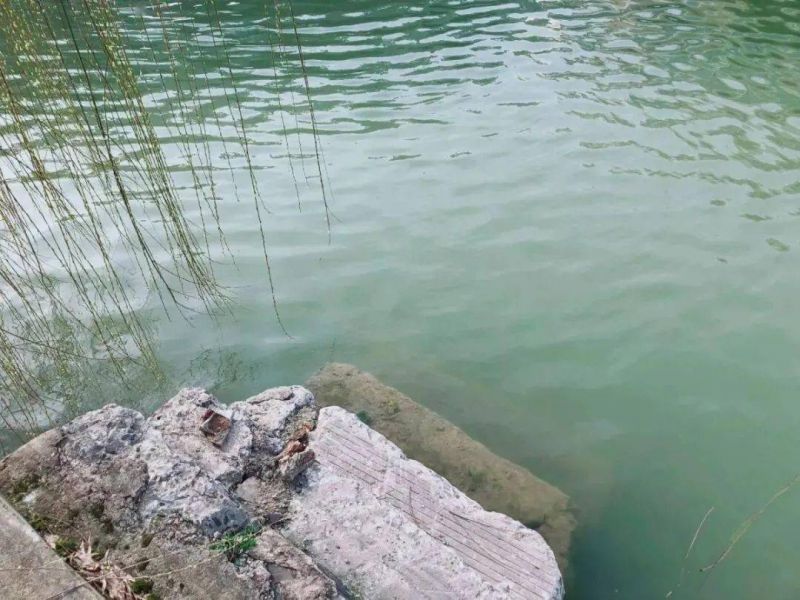 晚风吹动着竹林是什么歌