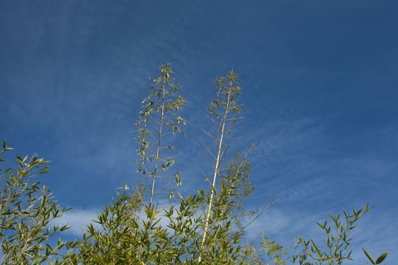 喜鹊枝头叫喳喳是什么歌