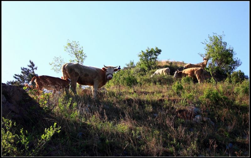牛儿还在山坡吃草是什么歌