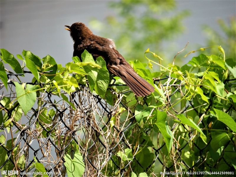 鸟儿自由歌唱是什么歌