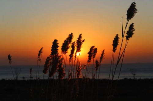 太阳出来喽喂喜洋洋喽是什么歌?