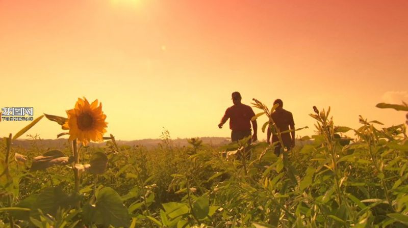 在夕阳下最后的拥抱是什么歌