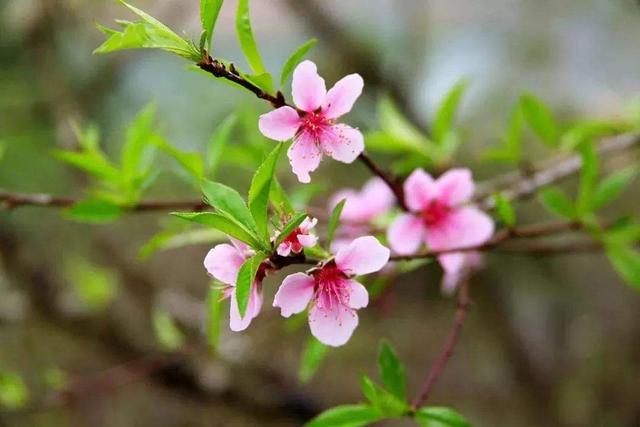 万花丛中谁拈花一笑是什么歌