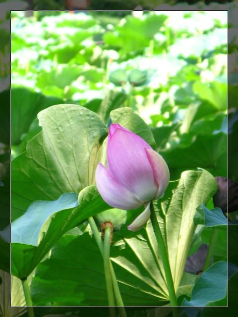 鸳鸯双栖蝶双飞是什么歌曲