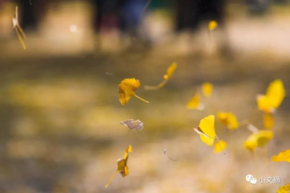 秋已尽冬又来是什么歌