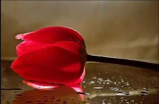 爱到不能爱聚到终须散什么歌