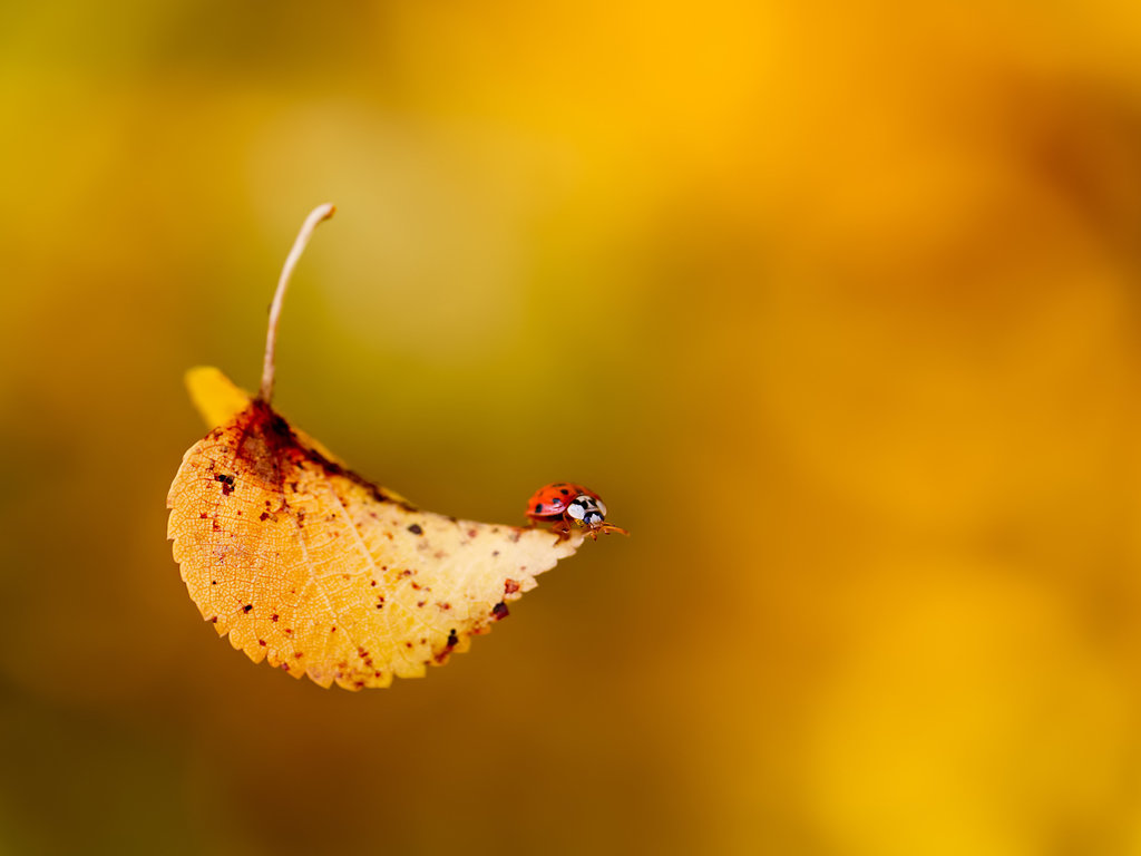 谁为你停留落叶随风飘落是什么歌