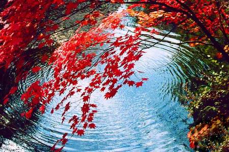 就让我做你的红颜知己是什么歌