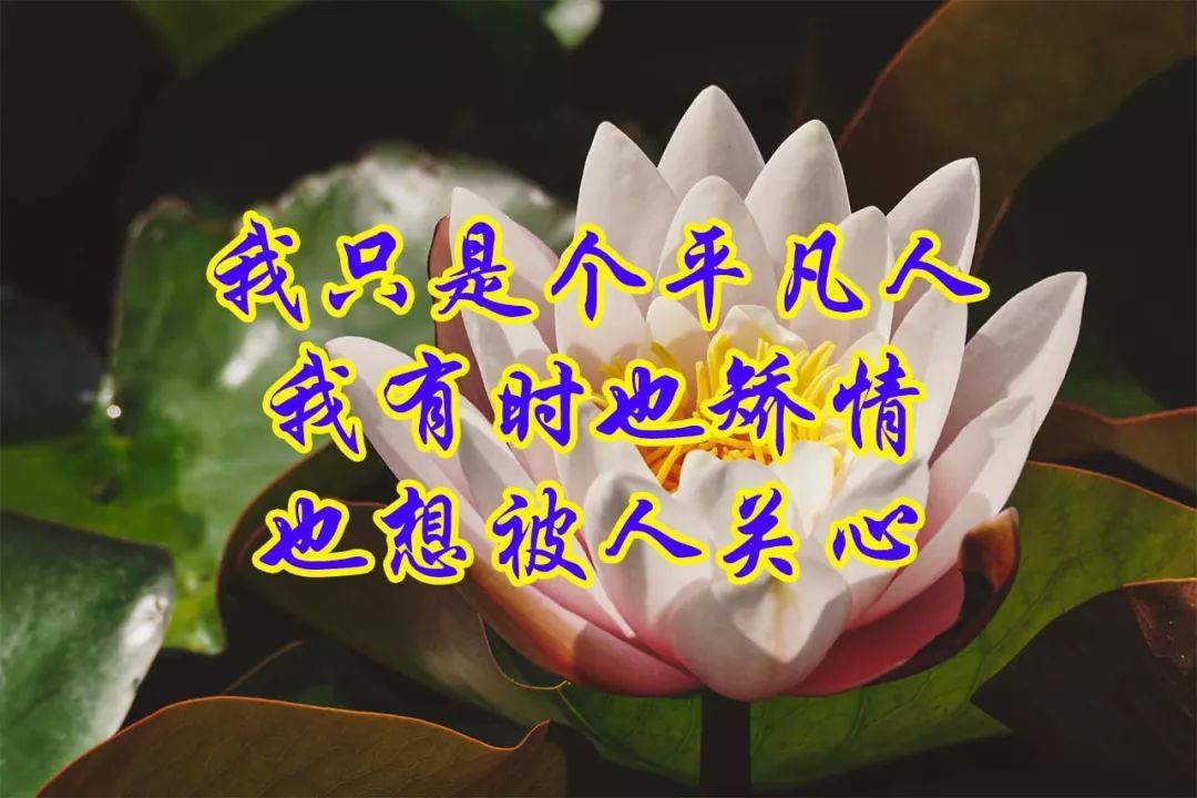 有人疼有人爱有人懂有人宠什么歌