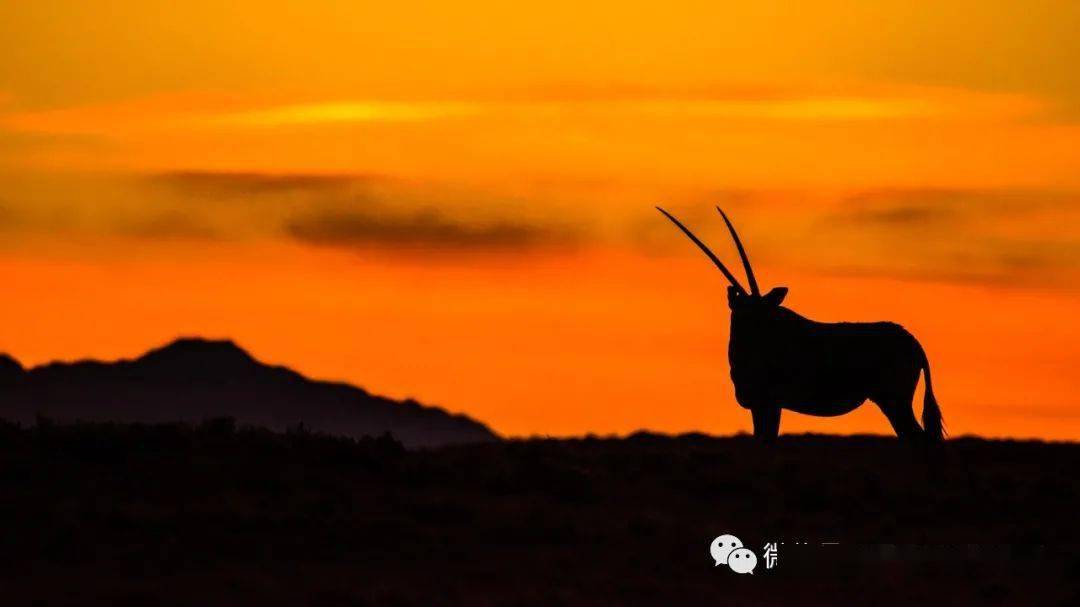 畏畏缩缩那不是我是什么歌