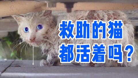 欧嘞欧嘞欧嘞欧嘞什么歌