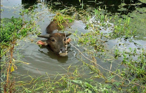 欢乐水牛是什么歌