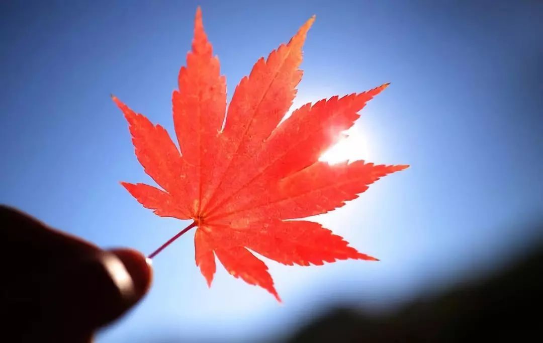 枫叶抵不过冷冷的秋是什么歌