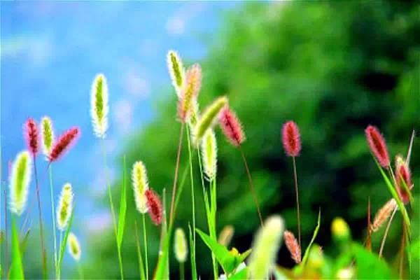 我真的好想你什么歌