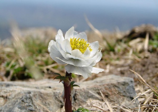 就像山里的雪莲花是什么歌