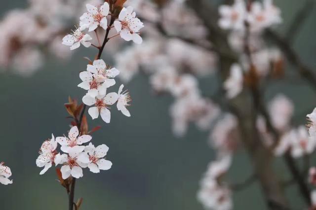 花儿悄悄开流进我心里是什么歌