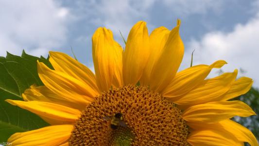 太阳出来照四方是什么歌名