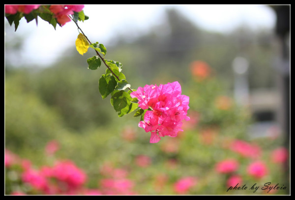 天上的星星一闪一闪亮晶晶什么歌