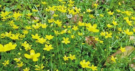 像野草遇见熊熊的烈火是什么歌