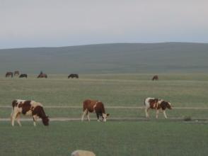 白云下面马儿跑什么歌