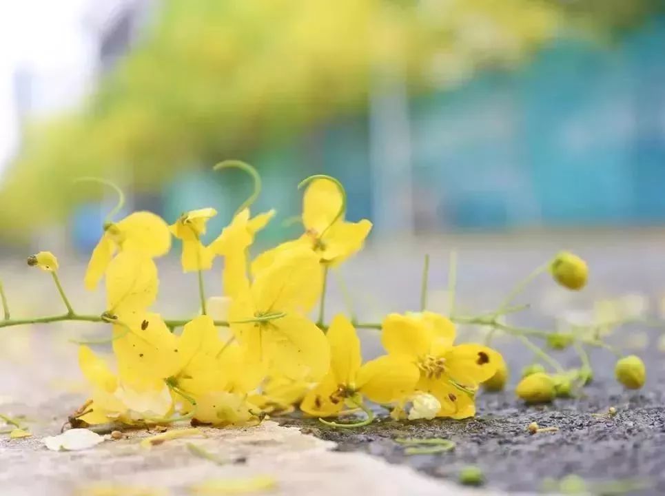 春去秋来花开花又落是什么歌