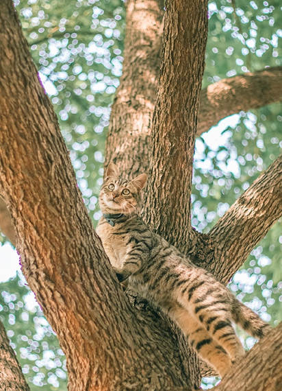 想要光着脚丫在树上唱歌是什么歌