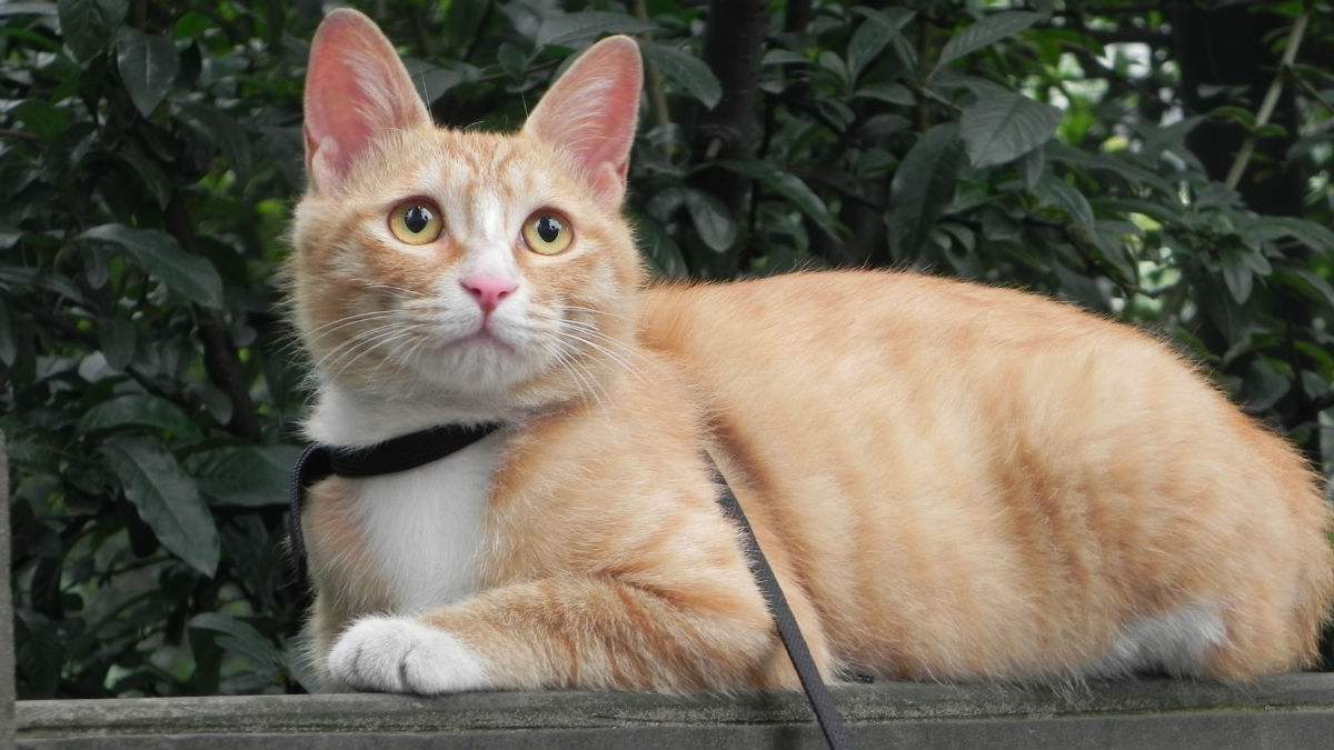 三只小猫喵喵喵是什么歌