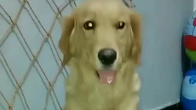 谢谢你光顾我的小怪物是什么歌