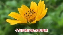 我想藏在温柔月光里是什么歌曲