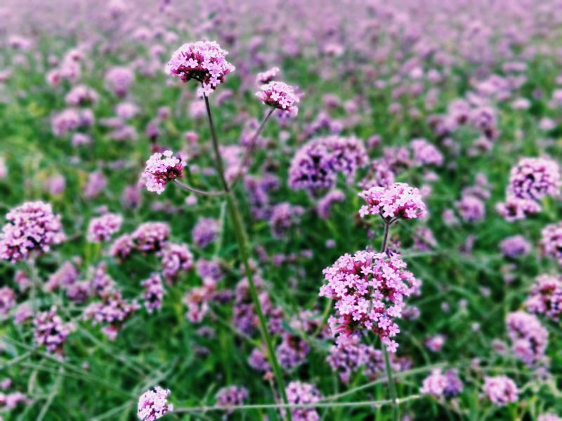 花开花落悠悠岁月长长的河是什么歌