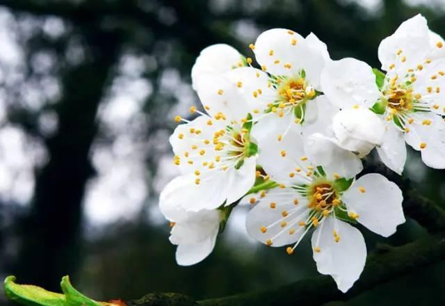 盼你采个梨花送给我是什么歌