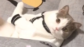 生活像一把无情的刀是什么歌