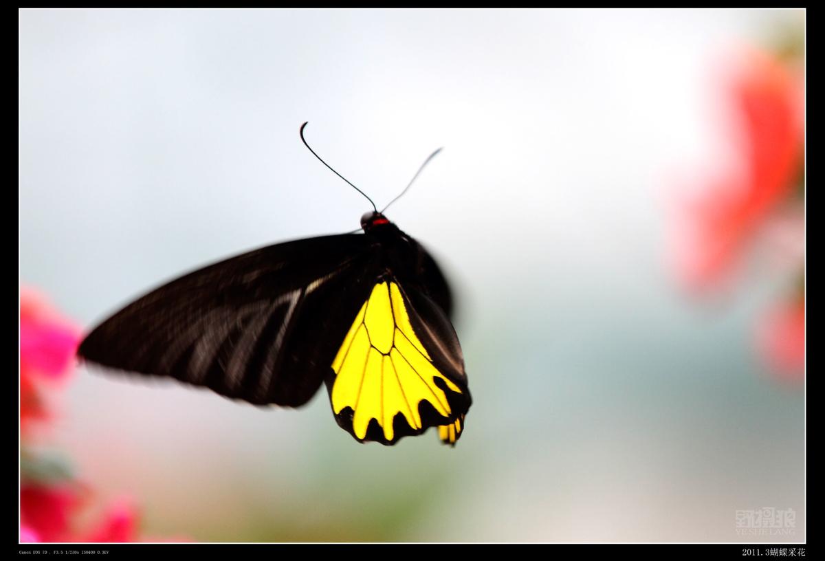 蝴蝶蝴蝶飞来了蜜蜂嗡嗡叫是什么歌