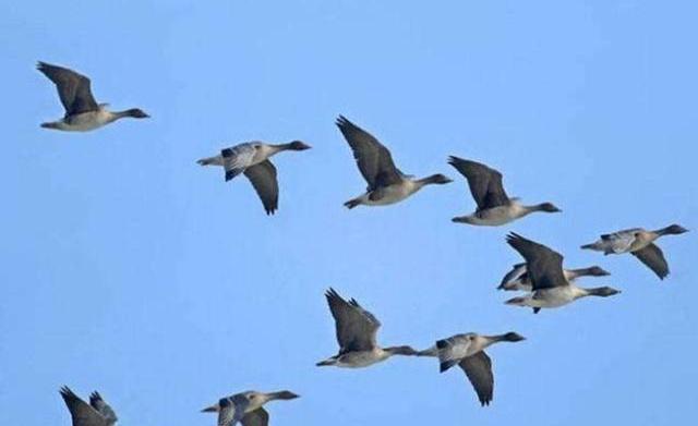 大雁南飞带走我的情是什么歌