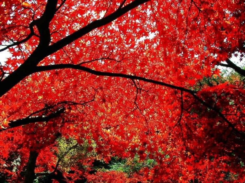 片片红叶转是什么歌曲里的歌词