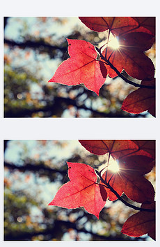 飘落的枫叶像思念是什么歌