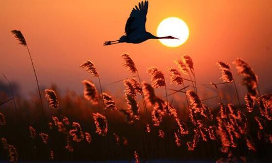 孤雁终要南飞是什么歌