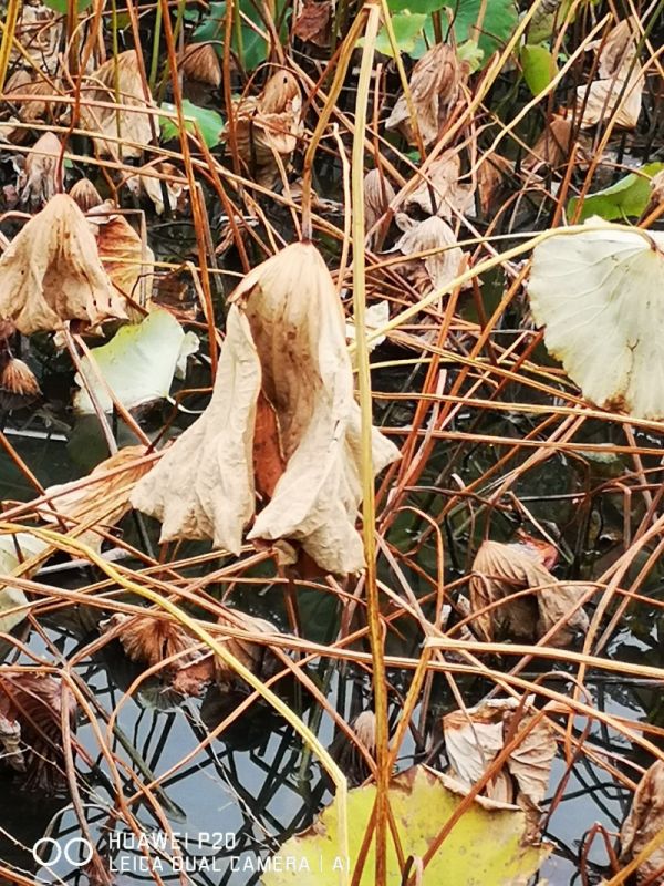 红尘相送,胭脂消融是什么歌