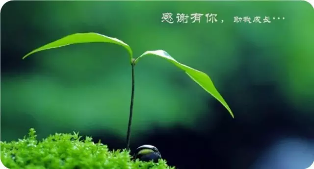 你是我青春换来的宝贝什么歌