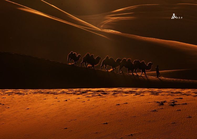 别过天涯西风落日落风沙什么歌