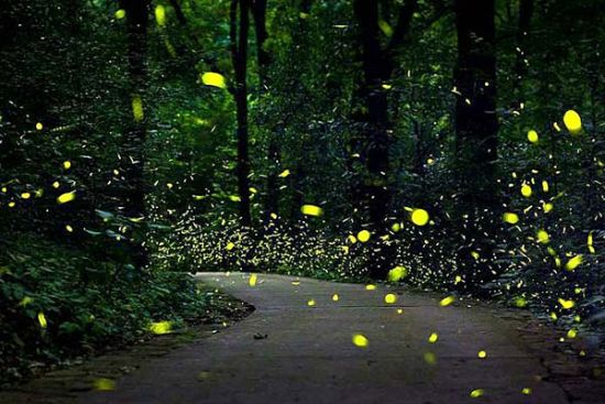 萤火虫飞向草坪是什么歌